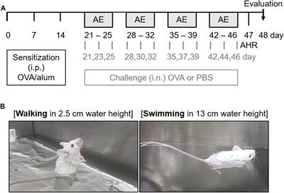 Anti-oxidant and Anti-inflammatory Effects of Aquatic Exercise in Allergic Airway Inflammation in Mice